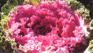 ������5̖(h��o)��(��Dong Chun No��5��)