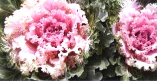 ������6̖(h��o)��(��Dong Chun No��6��)