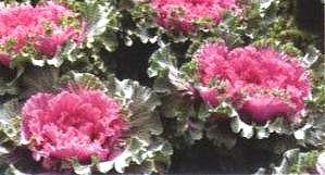 ������23̖(h��o)-3��(��Dong Chun No��23-3��)