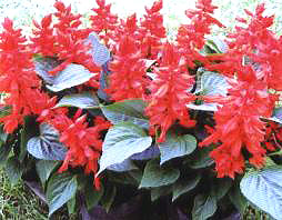 һ���t���W�\ʥ��1120��