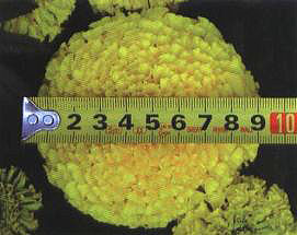 �f�۾ա�����0140��