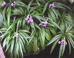 ���J��ĸ��ԷN(��)�Ͱ��ԷN(��)