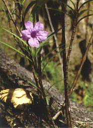 ���J���o��