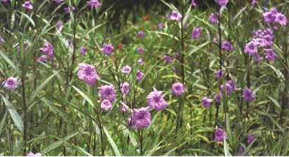 ���J�򻨶�