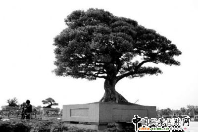 �Ѓr800�f�S��������ɽ�G���@