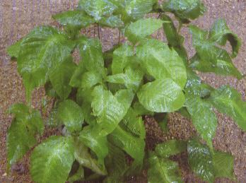 ���ϲ�ާ�~���S�M���~Ƭ���