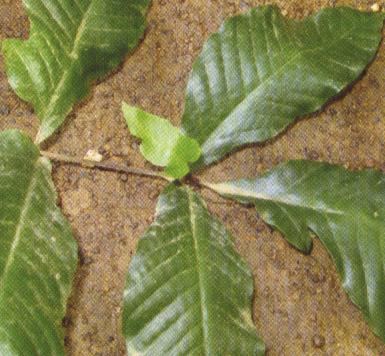 ѿ������