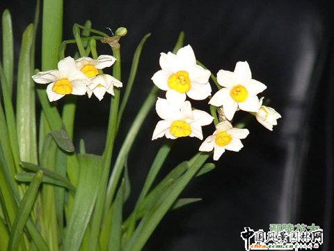 ���������ˮ����