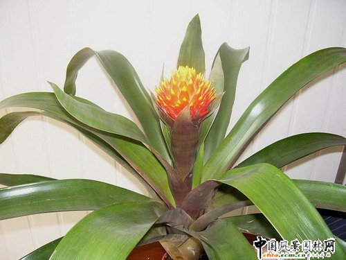 �^�p�P��Ʒ�N���p