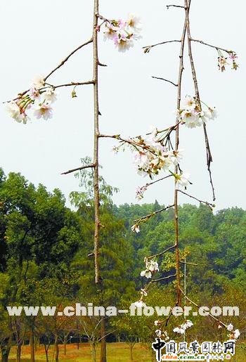 �f�f�����șѡ��F(xi��n)��