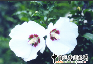 �Ϻ��@�ֿƌW(xu��)�о��������Գɹ����