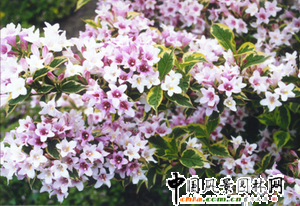 �\��Ʒ�Nϵ��