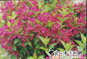 �Ϻ��@�ֿƌW(xu��)�о��������Գɹ����