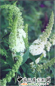 �Ϻ��@�ֿƌW(xu��)�о��������Գɹ����