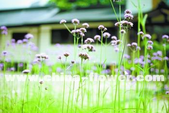 �e���^Ƭֲ�����~�R�޲�