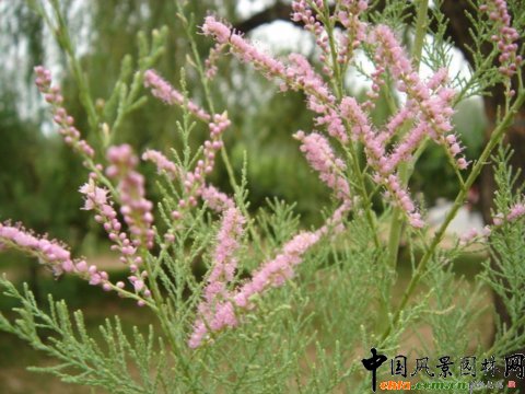 �f���쾰�ļ����p(�D)