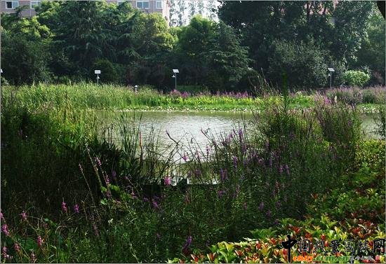 ��Ź��@ˮ��ֲ��đ���