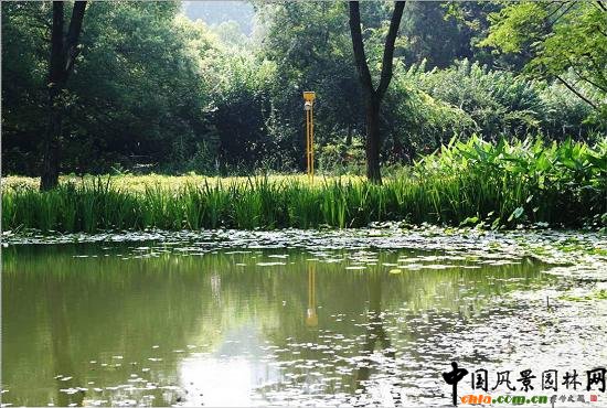 ��Ź��@ˮ��ֲ��đ���