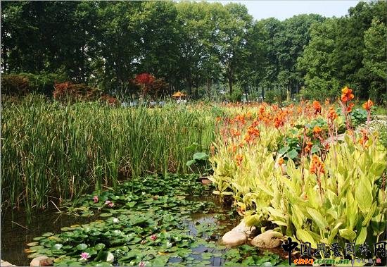 ��Ź��@ˮ��ֲ��đ���