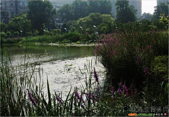 ��Ź��@ˮ��ֲ��đ���