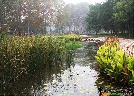 ��Ź��@ˮ��ֲ��đ���