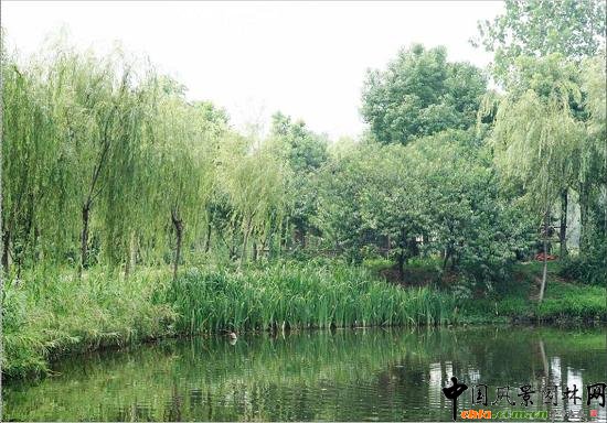 ���y�����@����ˮ��ֲ��