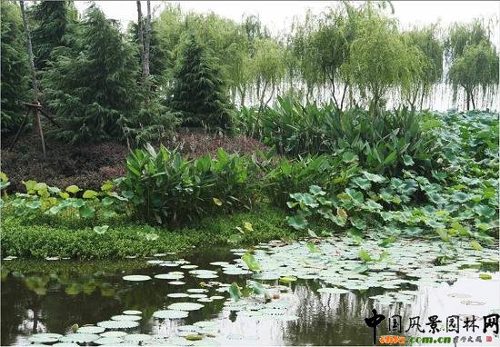 ���y�����@����ˮ��ֲ��