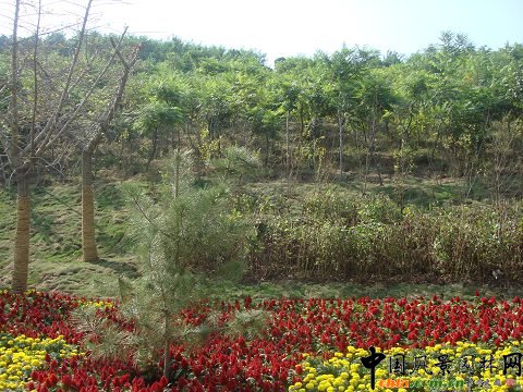 ���ߌÈ@������ϼ�@