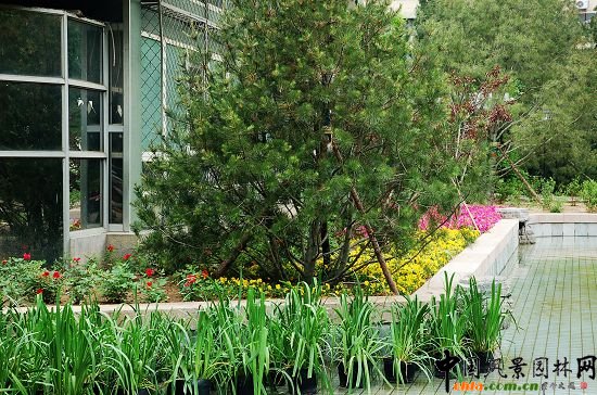 茶舍南側種植池和水池近景效果