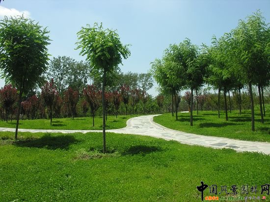 新苗長(zhǎng)勢(shì)喜人