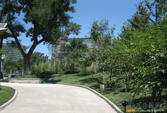 中國工程院東門景觀槐樹景區改造后效果圖