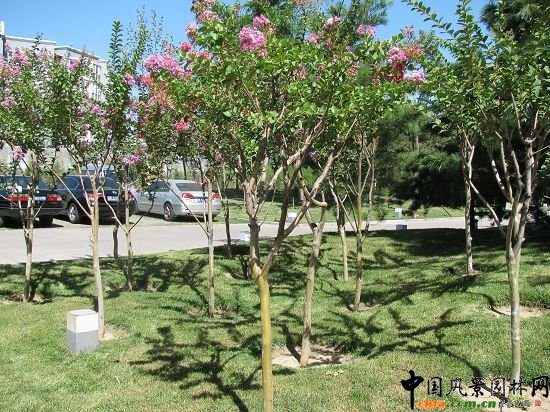 中國工程院紫薇園景區效果圖