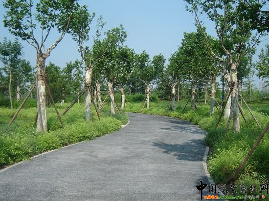 道路旁移植大法桐效果