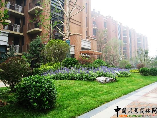 園區(qū)主路一角（自然式種植群落）