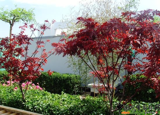 奧運村屋頂綠化--2009年北京市優質工程