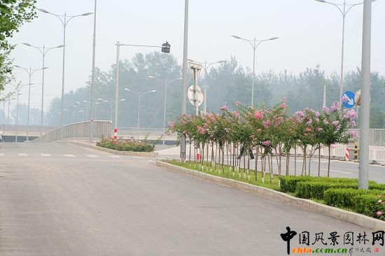 順義賓館周邊綠化