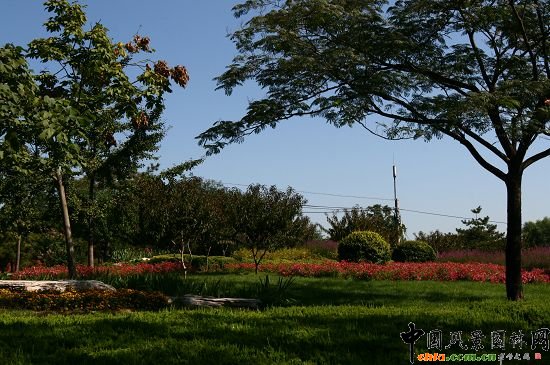 嘉年華西側(cè)綠地花卉種植突出山野氣氛.