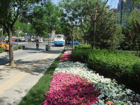 西二環示范段道路綠化整治工程