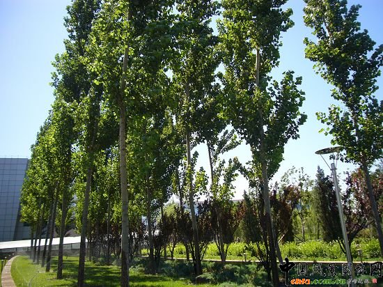 高大的楊樹