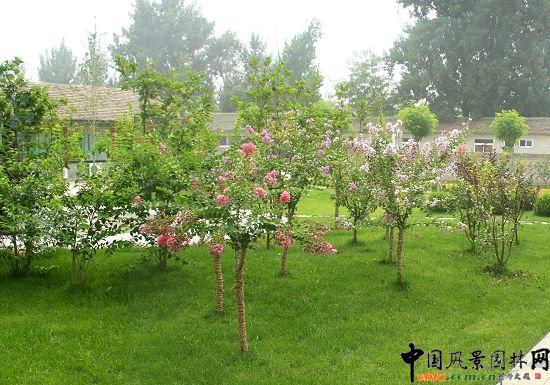 永定河管理所庭院綠化改造