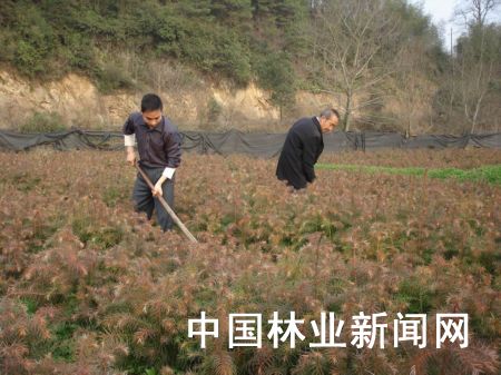 �D��ԓ�h�����l(xi��ng)�������r(n��ng)�����ڽo�t��ɼ�������ʂ�ʩ�ʡ� 