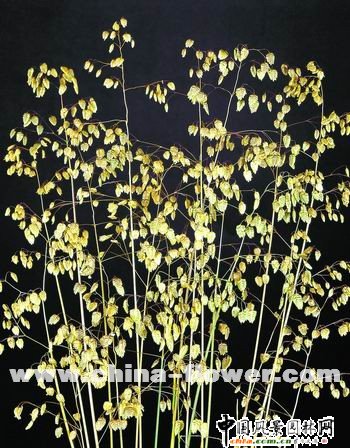 �������^�p����Ʒ�N��B(�M�D)�����L��