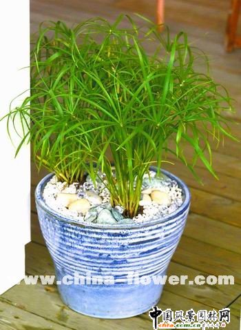 �������^�p����Ʒ�N��B(�M�D)��ɯ��