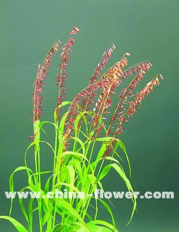 �������^�p����Ʒ�N��B(�M�D)���ǲݡ��t��픡�