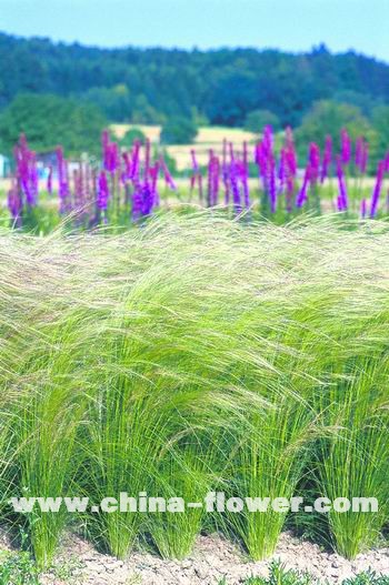 �������^�p����Ʒ�N��B(�M�D)ī������ë�ݡ��Rβ��