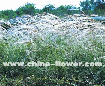 �������^�p����Ʒ�N��B(�M�D)�����é��������