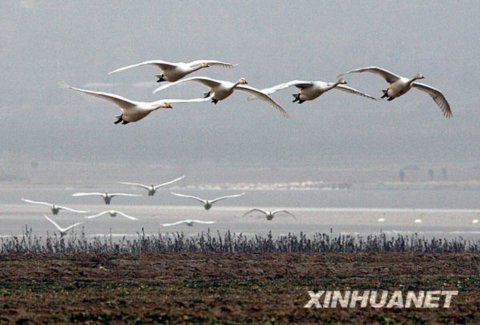 �S�ӝ�����Z��