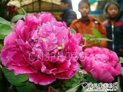 �K�ݣ�ĵ�����_ӭ�´�