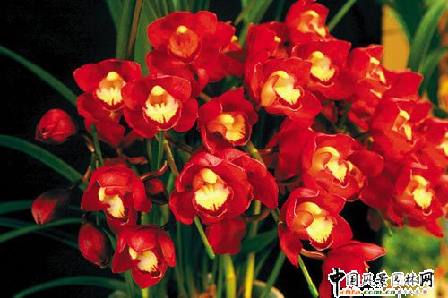 �V�ݣ��fԪ�껨�����u(�D)