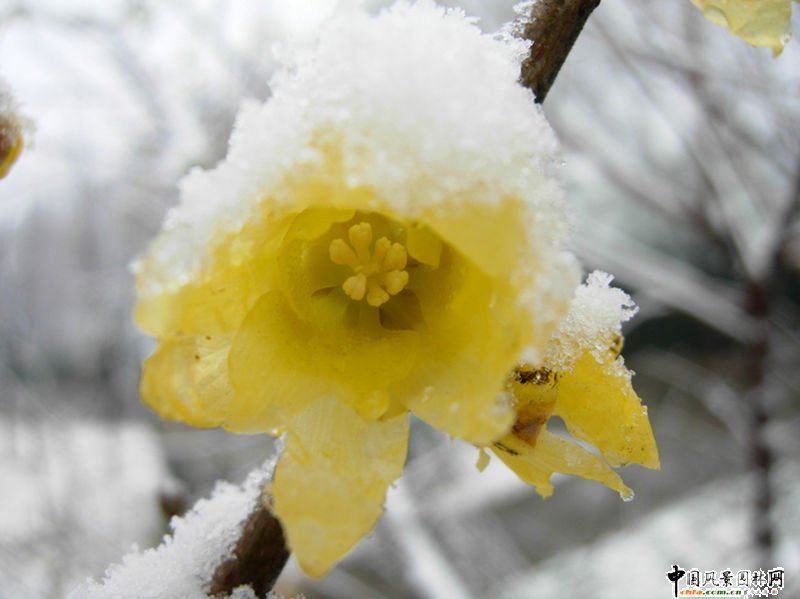 ̤ѩ��÷ ÷���L(f��ng)���DƬ�����p��(�M�D)